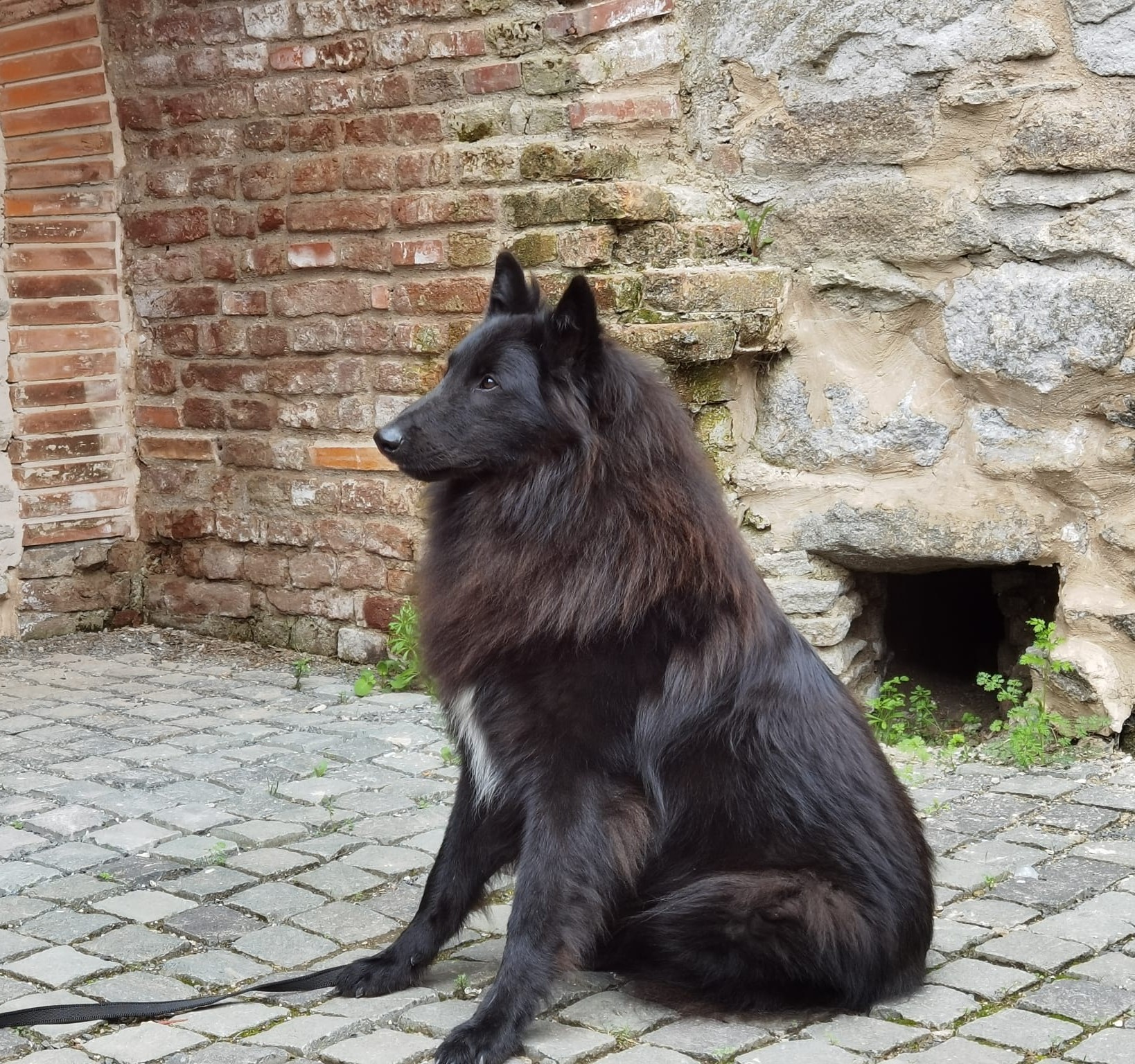 Argo – mascul Ciobănesc Belgian Groenendael