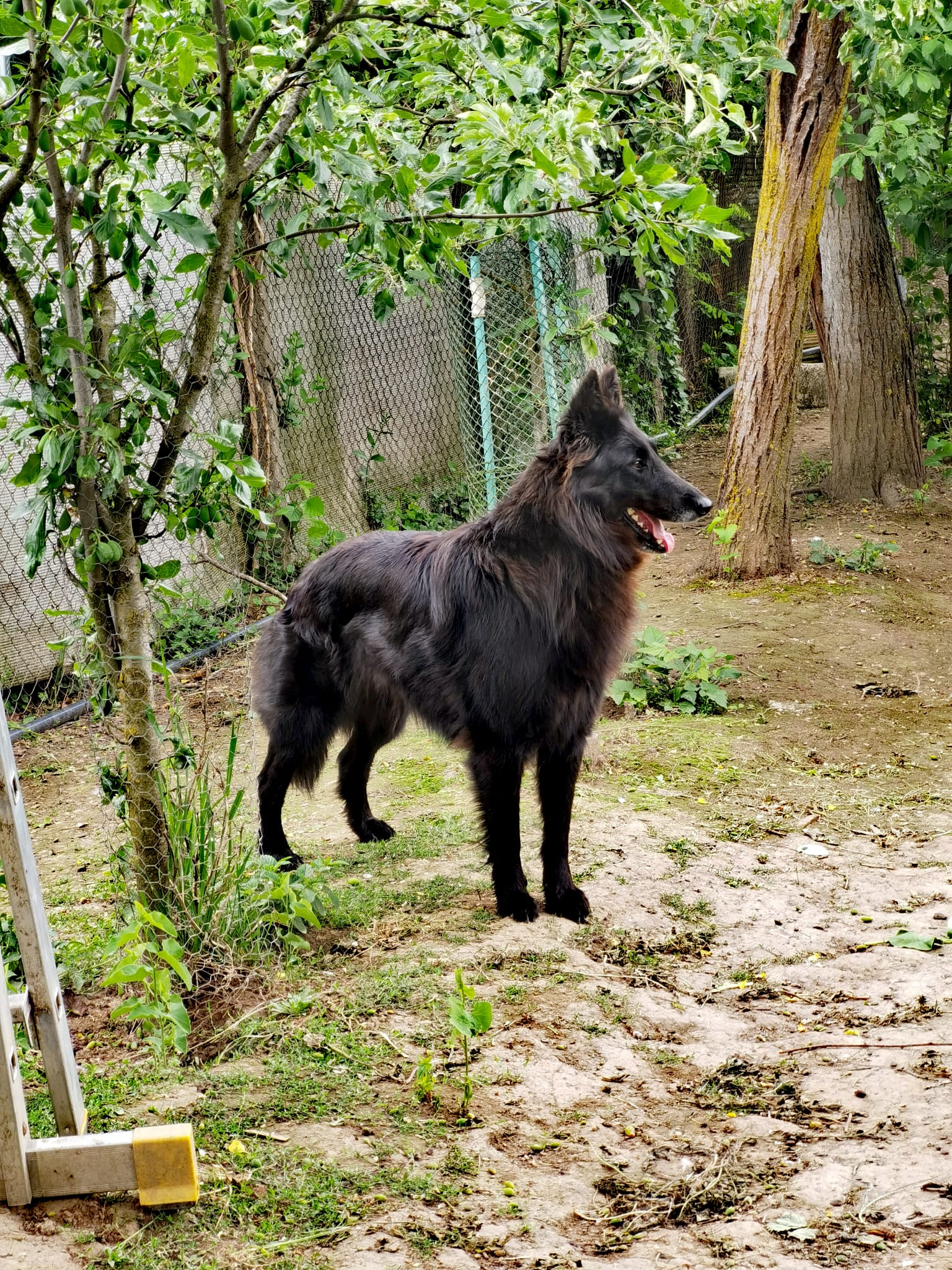Alma Freyia – femelă Ciobănesc Belgian Groenendael