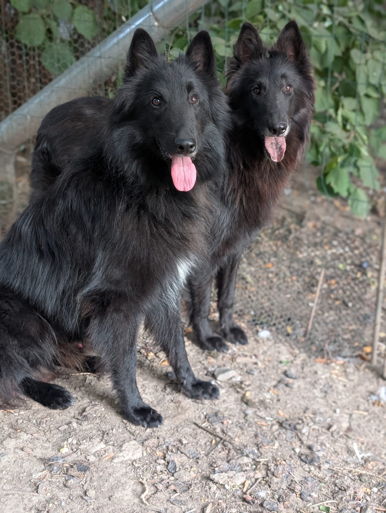 Ciobănesc Belgian Groenendael de la canisa Black Wolves