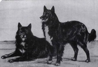 Ciobănesc Belgian Groenendael – istoria rasei