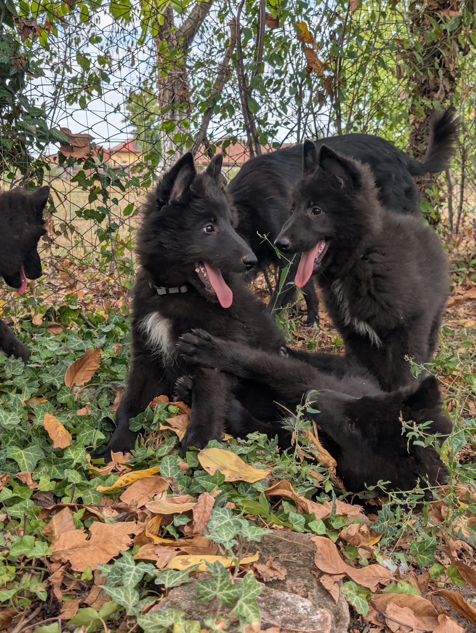 Pui Groenendael 10