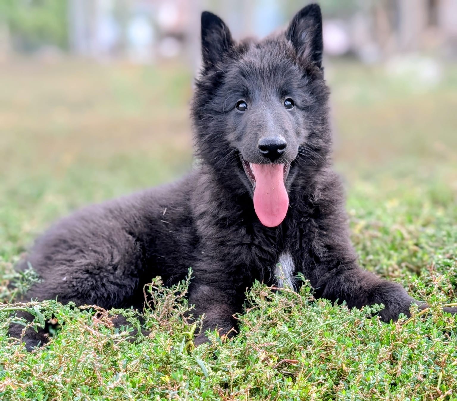 Pui Groenendael 5
